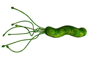 Helicobacter pylori